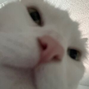 Meet your Posher, Kat